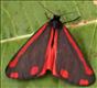 2069 (72.031) Cinnabar